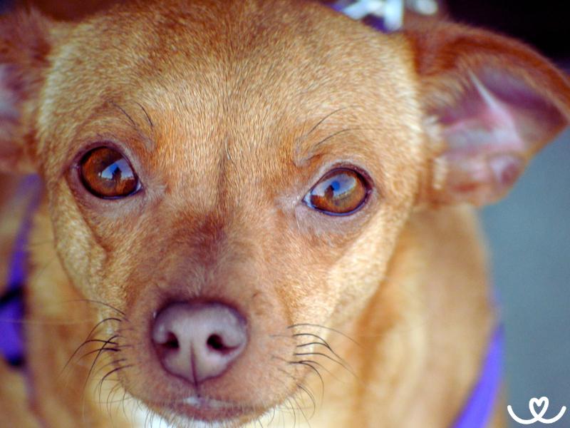 Psi-plemeno-chiweenie (4)
